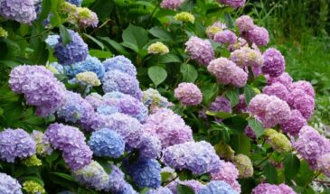 Гортензия с шапками цветов: одна подкормка за копейки —  заставит куст заложить огромные почки на будущий год