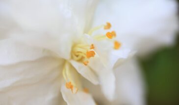 Камелия не цветёт: одна ошибка в уходе, которая губит бутоны, хотя вы всё делаете правильно