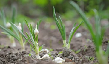 Чеснок в марте: одна ошибка со сроками, которая погубит урожай, хотя вы посадили по лунному календарю