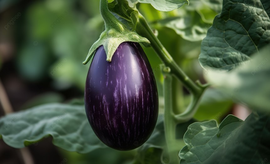 Баклажаны в марте: одна дата по лунному календарю, которая гарантирует урожай, хотя вы сажали как обычно