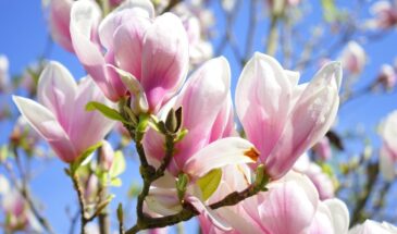 Весенняя обрезка убьёт цветение: четыре растения, которые нельзя трогать в марте