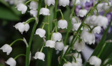 Ландыши не приживаются? Ошибка, которую допускают почти все дачники