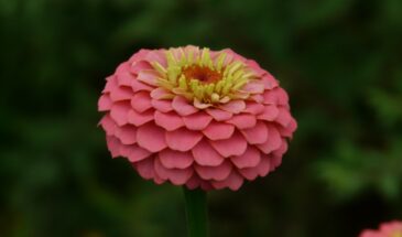 Циния — садовый космос: как вырастить яркие цветы, стоят в срезке до 2 недель