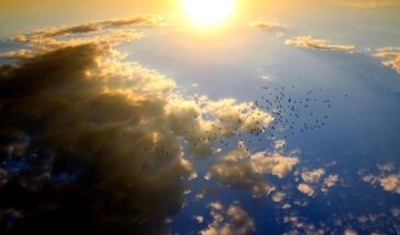 Маврикиев день 7 марта: одна примета с ласточками, которая предскажет весь год