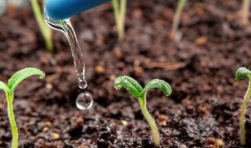 Ошибка с грунтом, которая губит половину урожая томатов: как правильно кормить рассаду при первых листьях