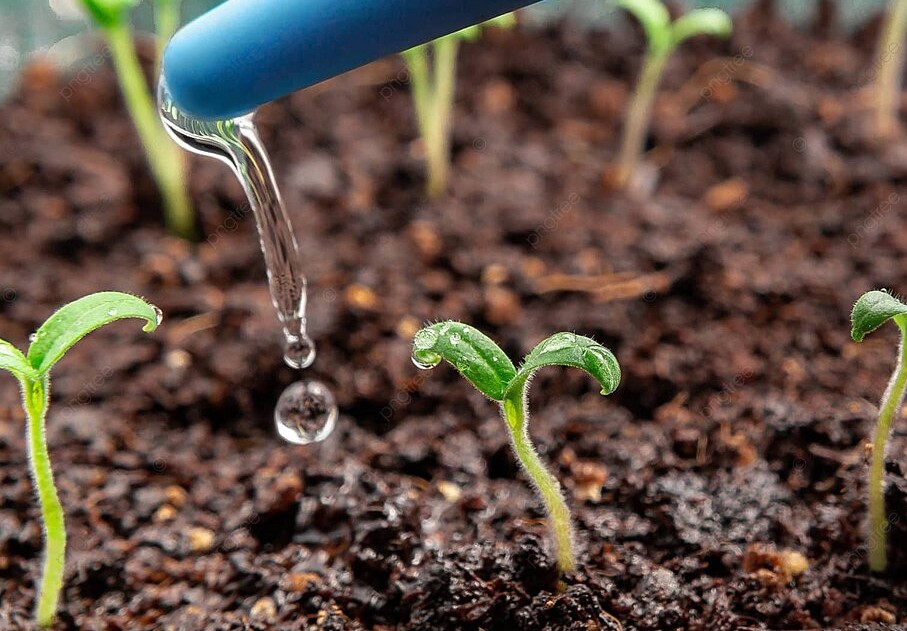 Ошибка с грунтом, которая губит половину урожая томатов: как правильно кормить рассаду при первых листьях