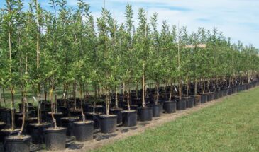Купили саженцы, а вырос дичок? Как не потерять деньги и годы ожидания при покупке деревьев