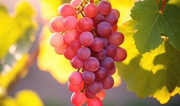 Виноград кислый и водянистый? Ошибка с поливом, которая портит урожай