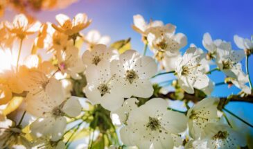 Чем подкормить яблоню в марте: 3 удобрения для урожая