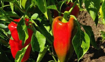 Три дня до урожая: что срочно посеять 7–9 марта, чтобы не опоздать