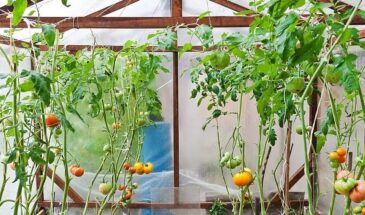 «Санька», «Ямал» и «Ляна» спасут урожай: какие ранние томаты дадут плоды даже в тенистом парнике