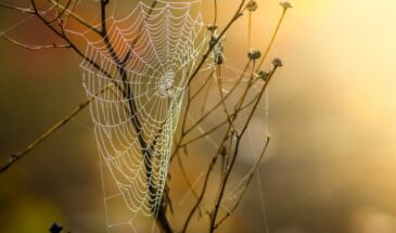 Паутина 8 марта: почему её категорически нельзя убирать до Пасхи — народная примета, которая может изменить вашу судьбу