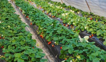 «Золотая» подкормка для клубники: 4 копеечных ингредиента, которые заменят дорогую химию и спасут урожай от вредителей