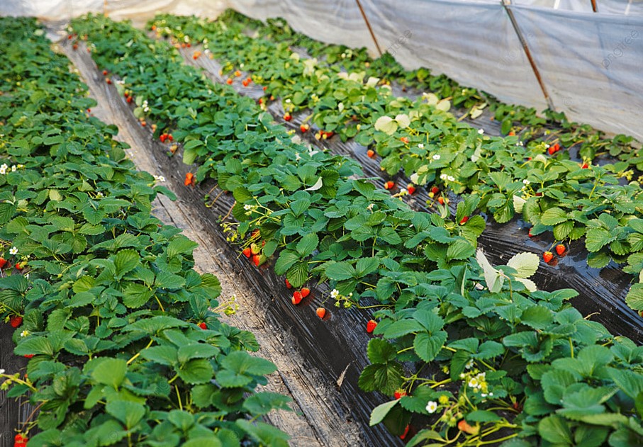 «Золотая» подкормка для клубники: 4 копеечных ингредиента, которые заменят дорогую химию и спасут урожай от вредителей