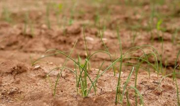 Мульча — всему голова: 5 принципов восстановления почвы, которые вернут огороду плодородие