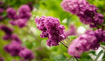 Сирень, которая цветёт как сумасшедшая: как вырастить куст, от которого захватывает дух