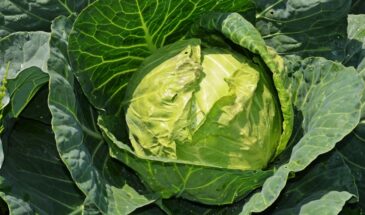 Три сорта капусты, которые не подведут даже в худшее лето