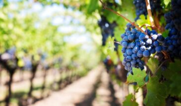 Секрет косого среза: виноград приживётся в два раза быстрее