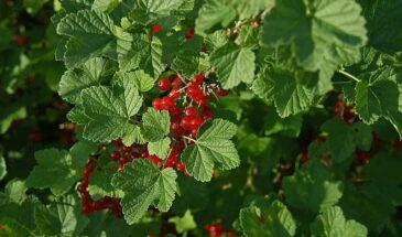 Листья кричат о помощи: как по смородине понять, чего ей не хватает