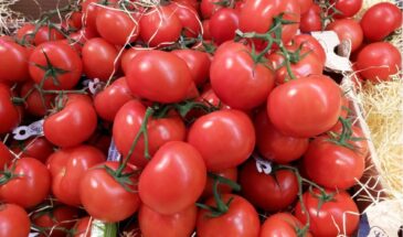 Томаты ломятся от урожая: одна подкормка, после которой плоды растут вёдрами