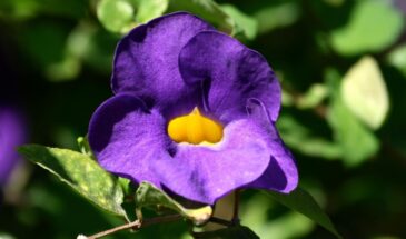 2 мл в воду – и фиалка в цветах круглый год: одна подкормка, которая творит чудеса