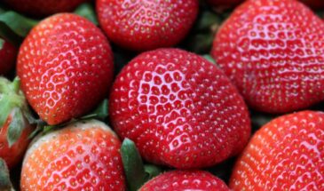 Клубника после снега: одна обработка — и ягод будет валом, а вредителей — ни одного