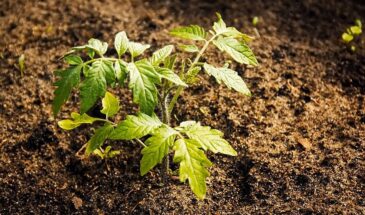 Забудьте про марганцовку: кефир разбудит даже «ленивые» семена томатов