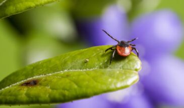 Клещи боятся этого как огня: как проверить дачу за 2 минуты — способ, который работает безотказно