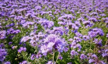 Посейте это весной — и земля станет чёрной как пух: сидераты, которые работают за вас