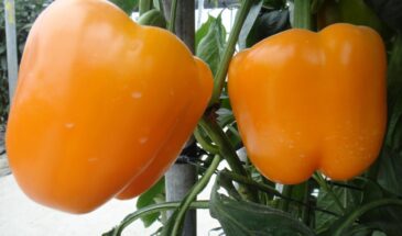 Ошибка с водой — и перец не взойдёт: агрономы раскрыли секрет всхожести