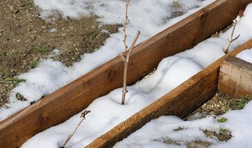 Март 2026: Что срочно нужно посеять и сделать в огороде, чтобы получить суперурожай