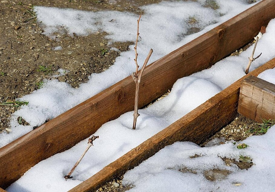 Март 2026: Что срочно нужно посеять и сделать в огороде, чтобы получить суперурожай