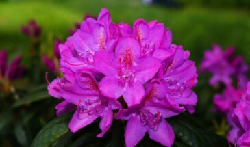 Не выбрасывайте кофейную гущу! эти 4 растения зацветут пышно, если подкормить их кофе — секрет садоводов