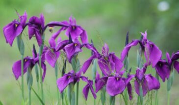Карликовые ирисы: 30 см высоты — и ваш сад в восторге. Почему эти малыши выживают там, где гибнут другие цветы