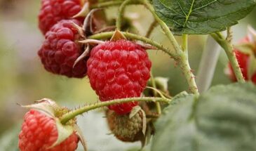 Дачники, хватит губить малину навозом! 3 простых шага, после которых ягодами завалите весь погреб