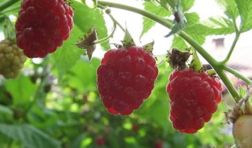 Вы резали малину неправильно: одна ошибка лишает вас половины урожая