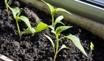 Перец взойдёт за 48 часов: секретная «терапия» для семян, о которой молчат агрономы