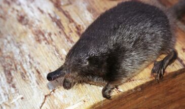 «Выхухоли» или «выхухоля»: как говорить правильно, чтобы не попасть впросак