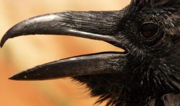 Увидели ворона в снегу 16 марта? Примета, которая предскажет погоду на всю весну — народный календарь