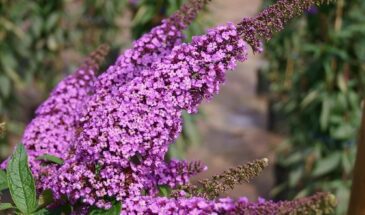 Лиловый фонтан до октября: кустарник, который цветёт без вашего участия и выдерживает -35 °C