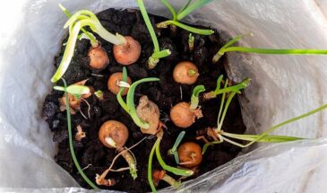 Крупный севок — и лук удался: секрет, о котором молчат опытные дачники