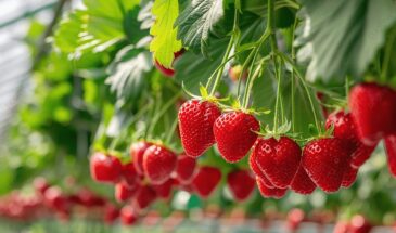 Клубника даст в 2 раза больше ягод: что сделать весной 2026 года — правило, которое работает безотказно