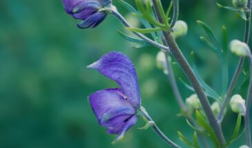 Хотите сохранить ясный ум до старости? Шалфей — природное средство, которое работает лучше таблеток