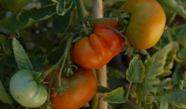 Йод для томатов: работает или это миф ? Одна капля может спасти — или погубить урожай