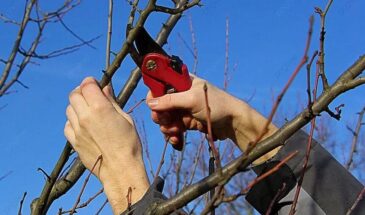 Одна ошибка при обрезке — и дерево погибнет: садоводы губят сад, не зная этого правила