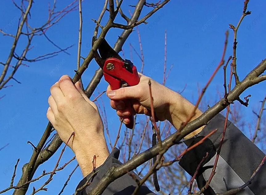 Одна ошибка при обрезке — и дерево погибнет: садоводы губят сад, не зная этого правила