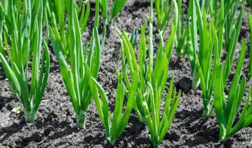 Лук не стрелкуется и растёт с кулак: секрет бабушкиной агротехники — три подкормки и урожай гарантирован