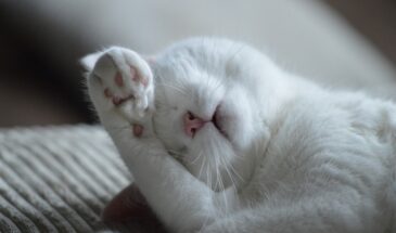 Кот чует грозу за час: как животные предсказывают погоду точнее метеорологов — 5 признаков, которые спасут от сюрпризов