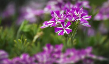 Вербена из семян: цветение до заморозков — секрет пышной рассады