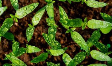 Через 7 дней после пикировки: 0,5 г в воду — и рассада станет мощнее баобаба — секрет за 5 минут